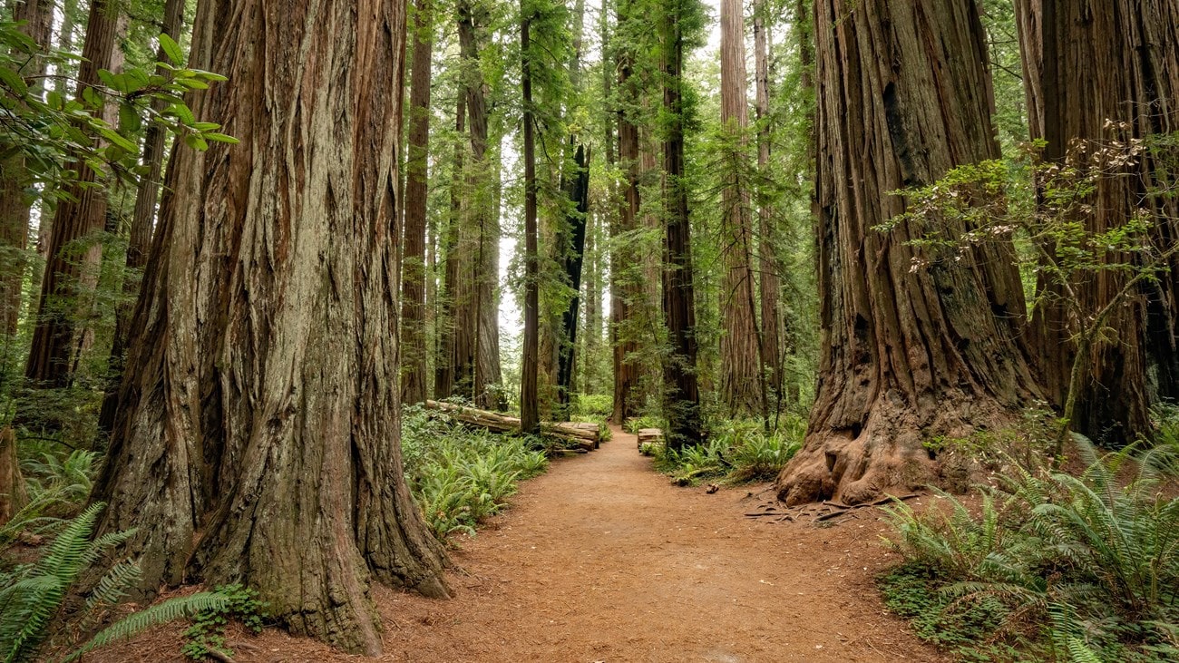 Redwood National Park, USA